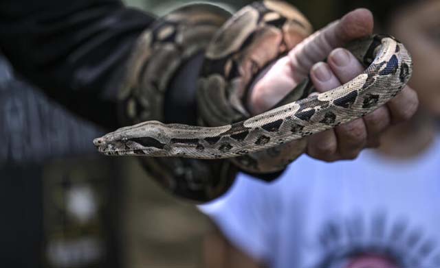 Anti-venom shortages, ignorance plague snakebite victims in Venezuela