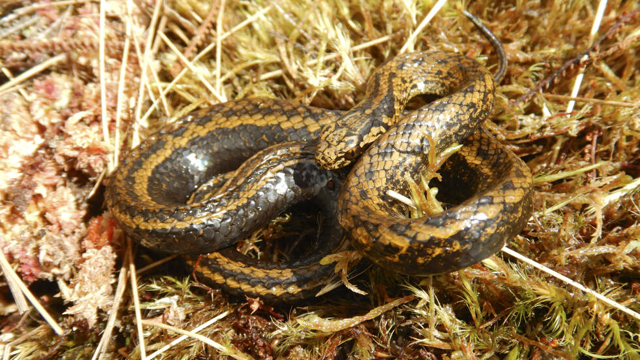 New species of snake found in Peru named after Harrison Ford