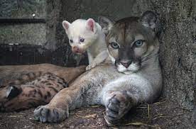 Rare albino puma cub born in Nicaragua zoo