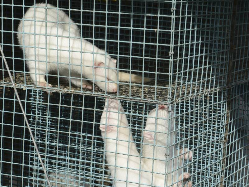 Finnish authorities order culling of 70,000 farmed minks to fight avian flu