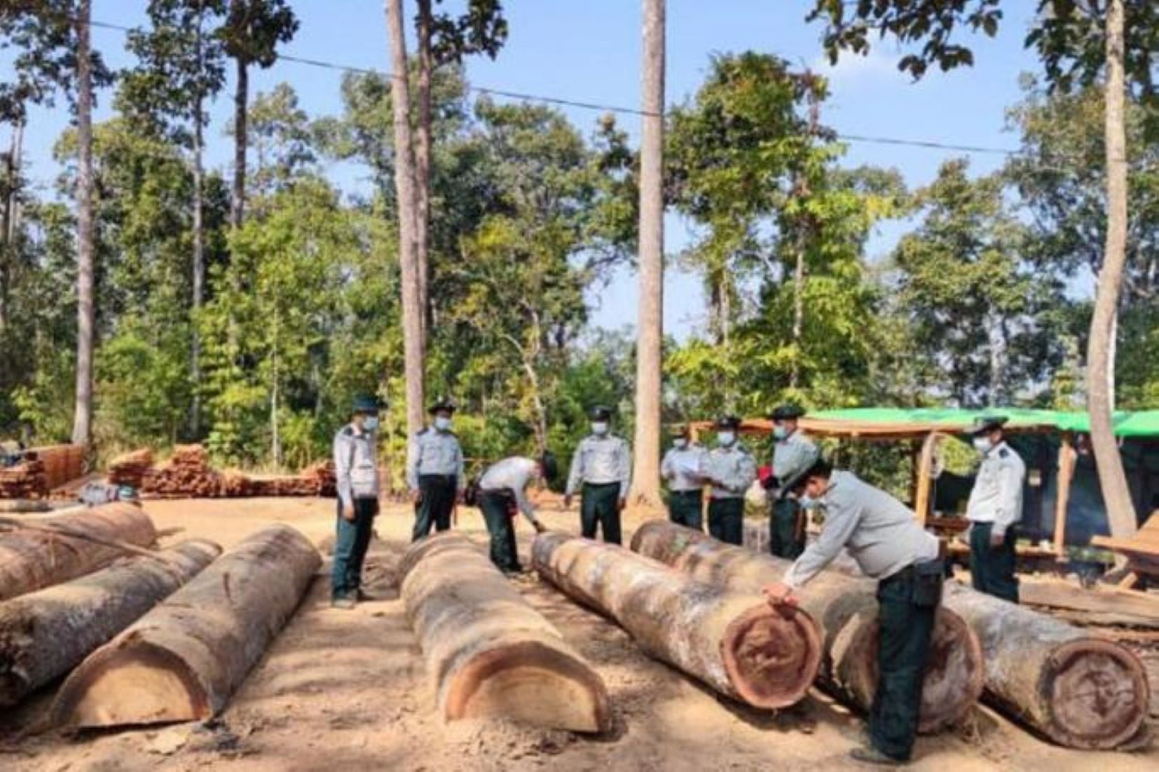 Myanmar Seized Over 60 Tonnes Of Illegal Timber In A Week