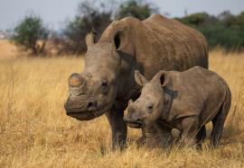 South Africa: Rhino killings decrease by 11%