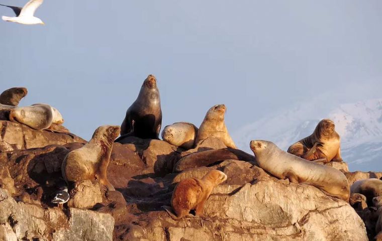 Argentina: Mar del Plata breakwater closed due to sea lions dying of bird flu