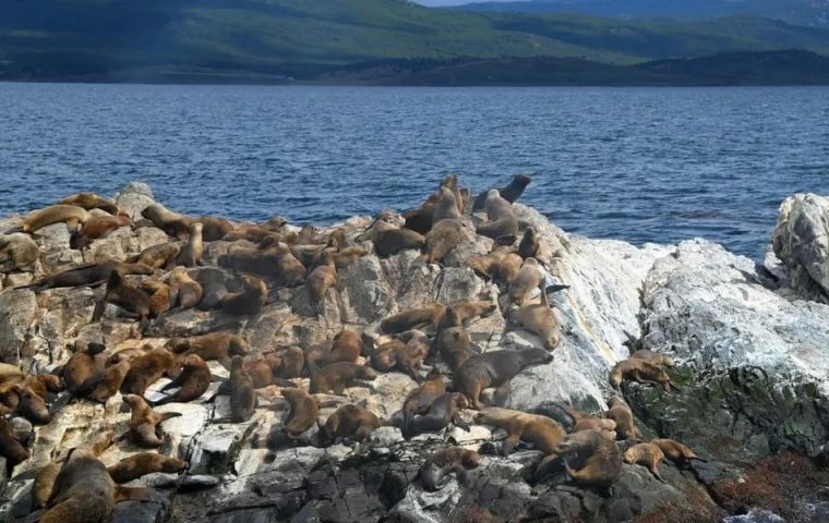 Argentina: Bird flu detected in dead sea lions on Tierra del Fuego shores