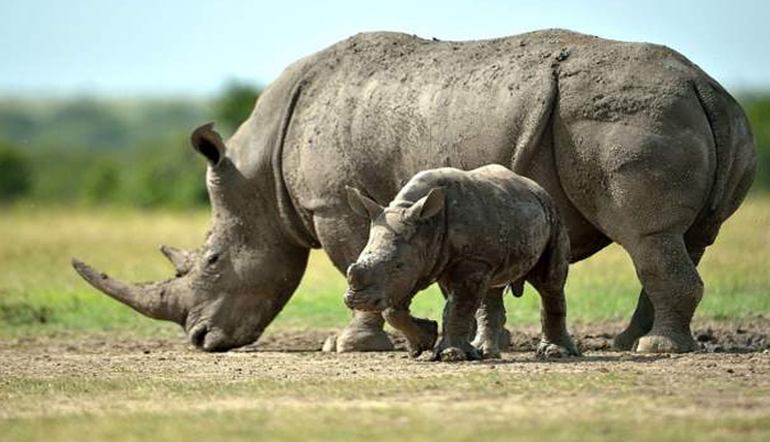 South Africa: NGO to free 2,000 captive rhinos from breeding farm