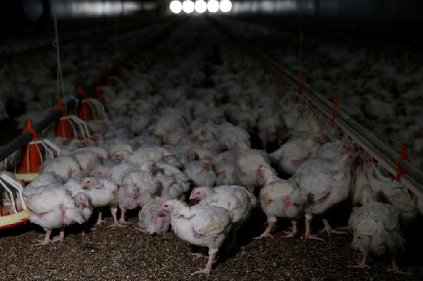 Power crisis, worst bird flu outbreak trigger imminent chicken shortage in South Africa