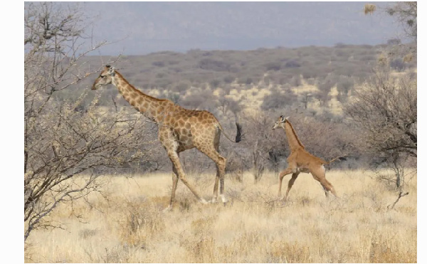 Spotless giraffe sighted in Namibia is the first ever seen in the wild