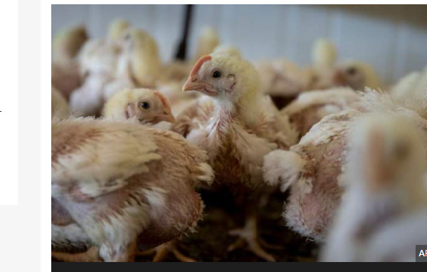 Bird flu prompts Namibia to ban South Africa chicken imports