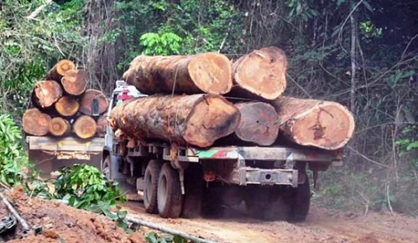 Ghana, EU join forces to fight illegal timber trade