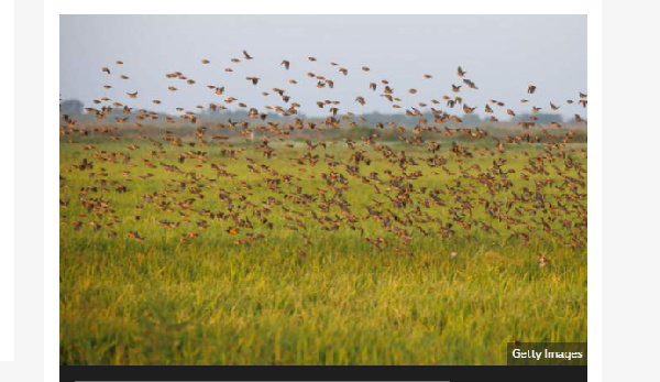 Tanzania culls five million invasive quelea birds