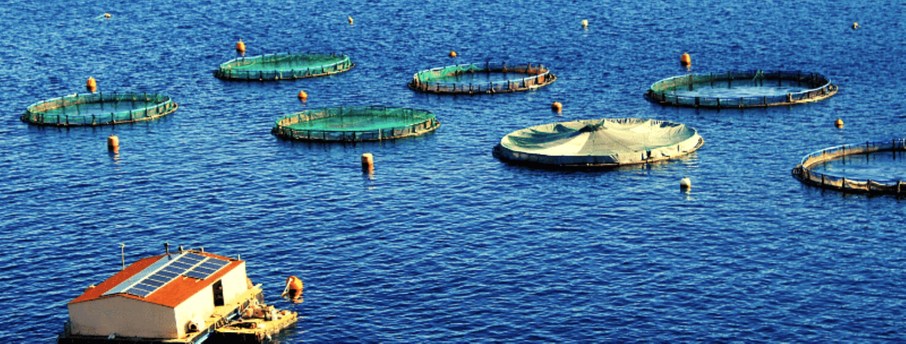 Australian Floating Sea Farms Possible Solution To Water Shortages: Study