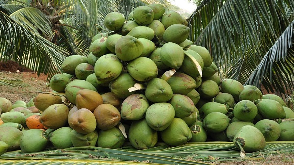 Coconut puts Ghana on the global market