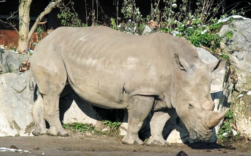 Austria: Rhino kills woman zookeeper, seriously injures another in Salzburg