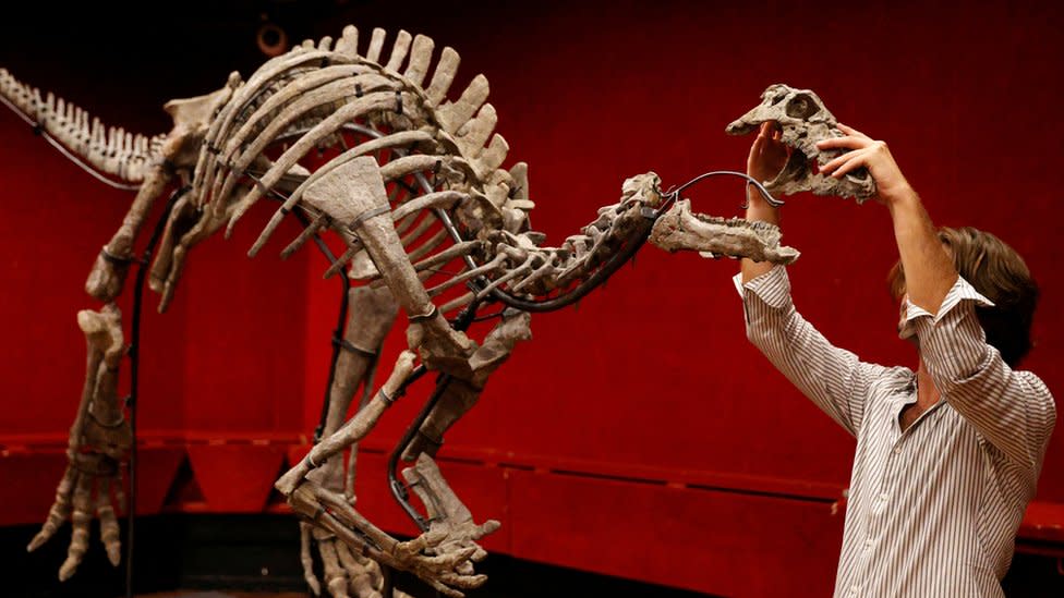 Rare dinosaur ‘Barry’ up for sale at Paris auction