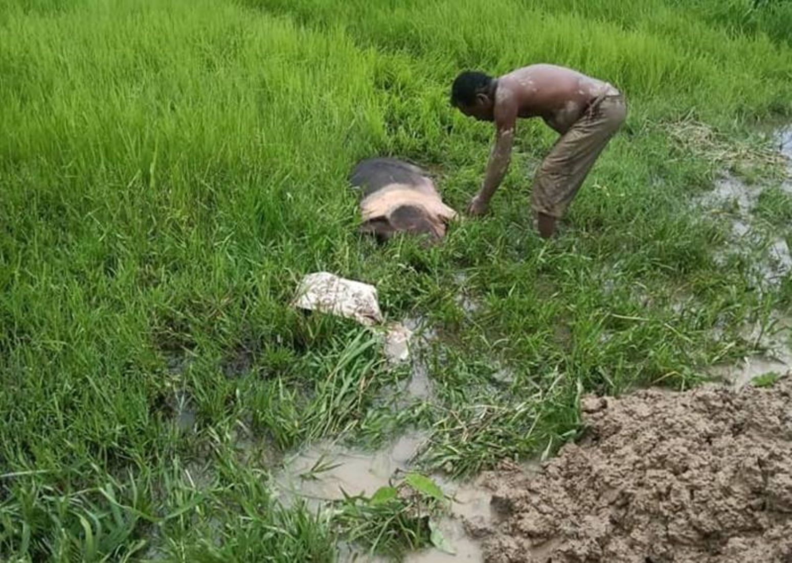 Authorities Begin Culling Pigs As African Swine Fever Hits India’s Assam