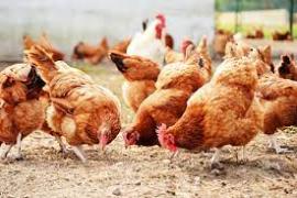 South Africa: Measures in place to manage spread of Bird flu; 1.5m chickens died/culled – Cabinet