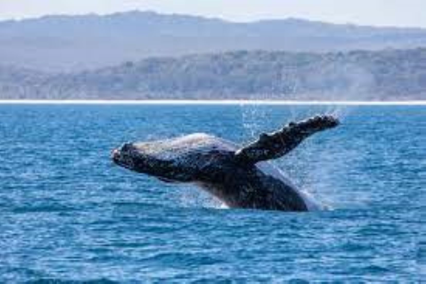 Man Dies After Whale Hits Boat In Sydney