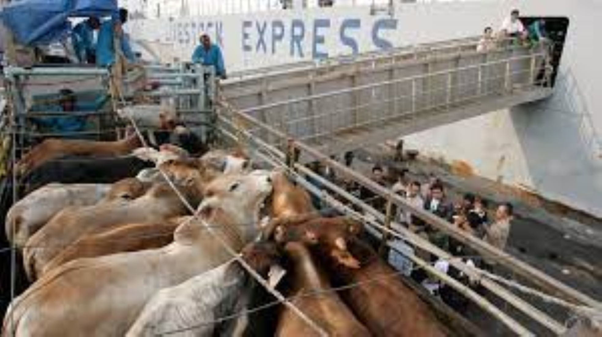 Indonesia To Import Live Cattle From Brazil: Minister