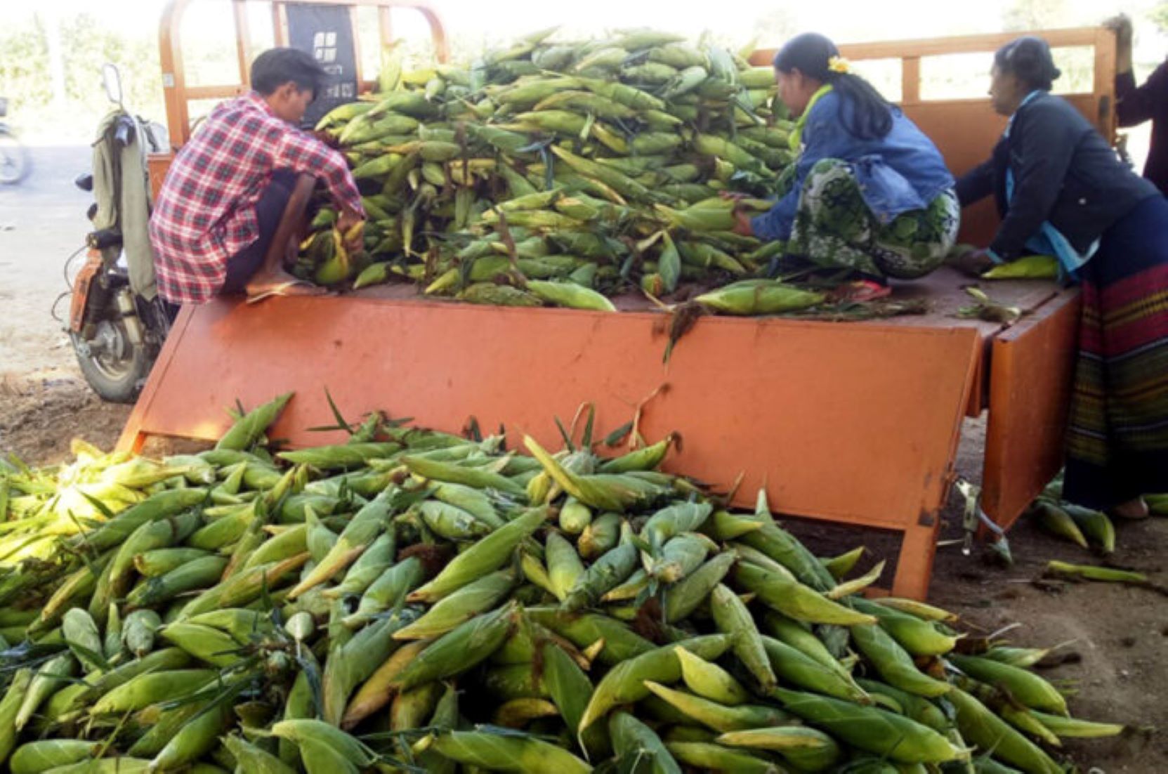 Myanmar Eyes More Corn Exports To China This Year