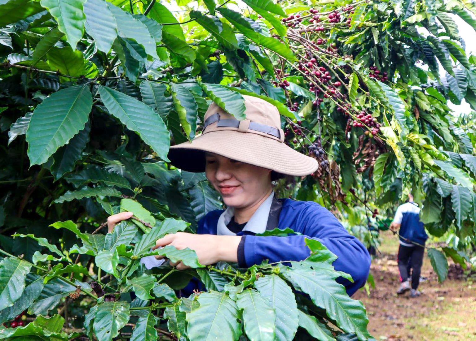 Vietnamese Coffee Prices Hit Record High