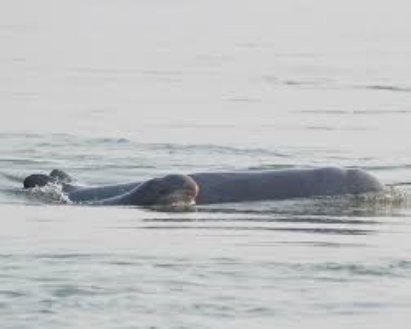 Cambodia Registers 7th New-born Rare Mekong River Dolphin So Far This Year