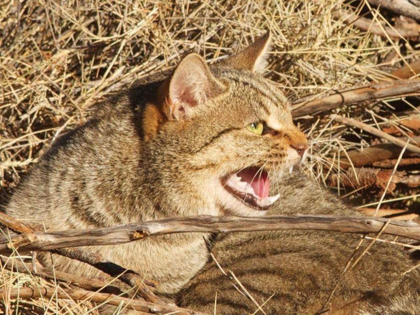 Australian Government Declares War On Feral Cats