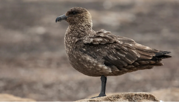 Bird flu detected in Antarctic for the first time, British Antarctica Survey says