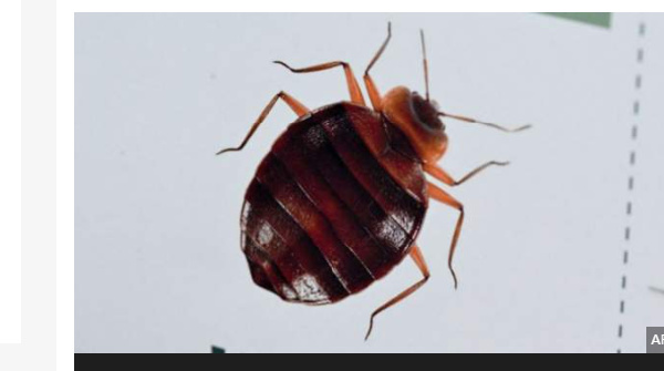 Algeria acts to limit bedbug spread from France