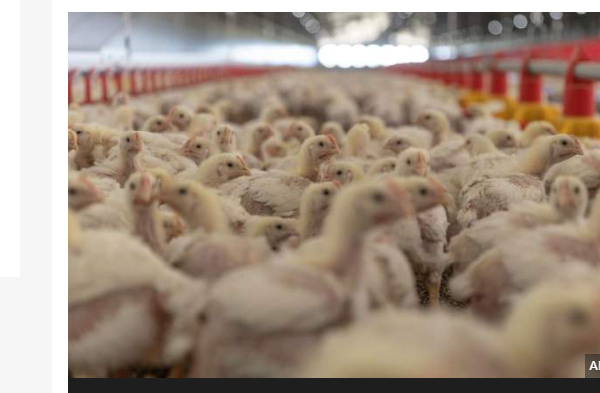 South Africa rations eggs amid severe bird-flu outbreak