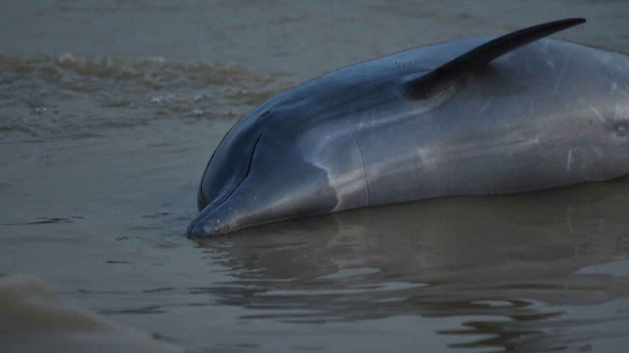 Brazil: More than 100 dolphins found dead in Amazon amid historic drought, reports say