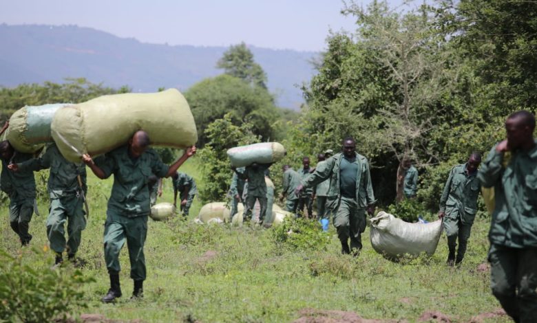 Tanzania: Operation destroys 807 hectares, seizes 507 sacks of marijuana