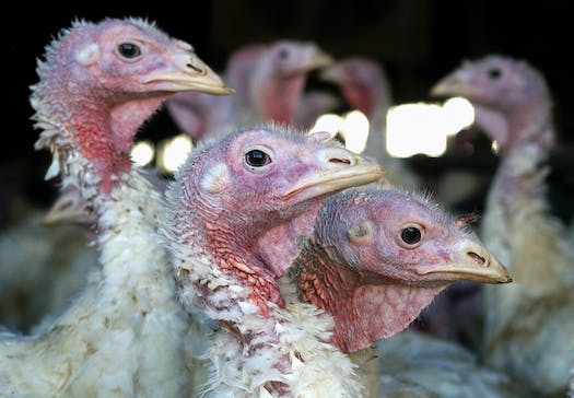 US: Bird flu hits Minnesota turkey farm, 140,000 birds affected