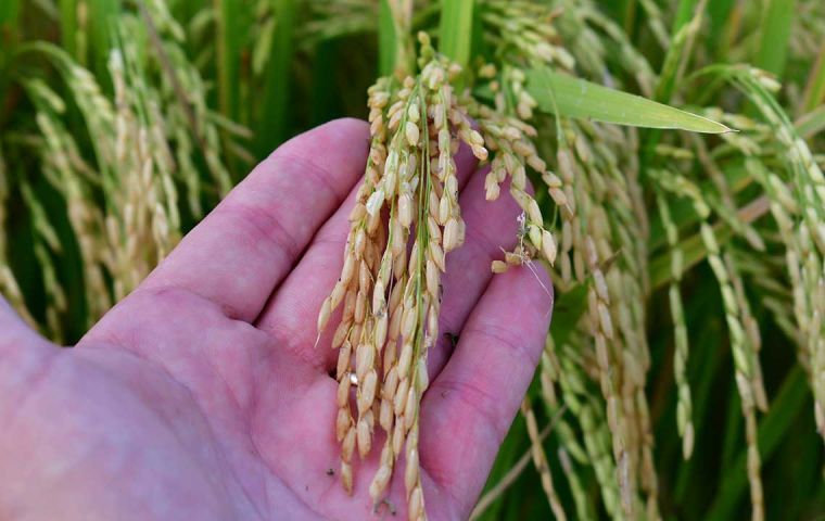 Record sales for Uruguay in an exceptional year for rice production