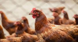 South Africa: Majority of independent poultry, egg producers unaffected by bird flu