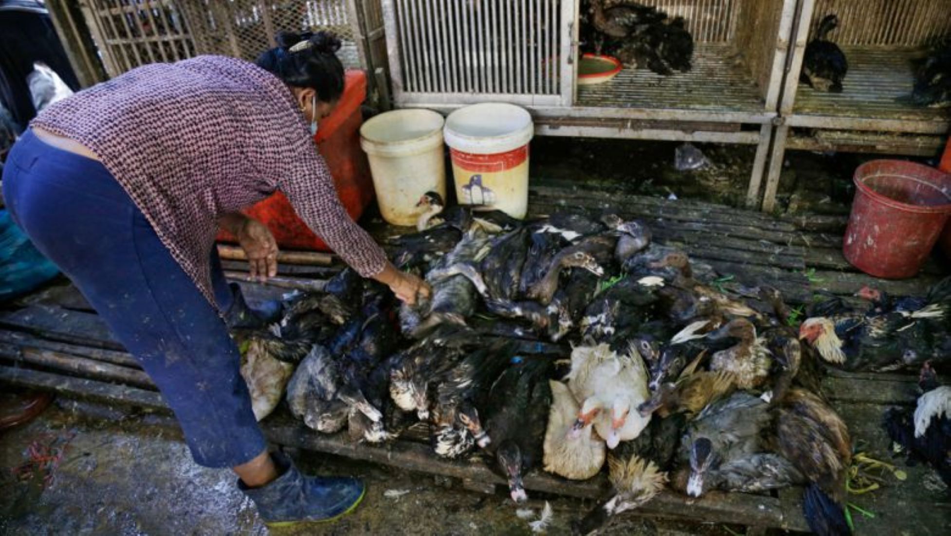 Cambodia Reported Third Bird Flu Death This Year