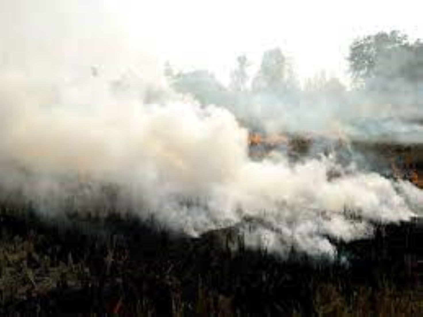 Cultivation Of A Rice Variety Banned In Punjab To Curb Delhi’s Air Pollution