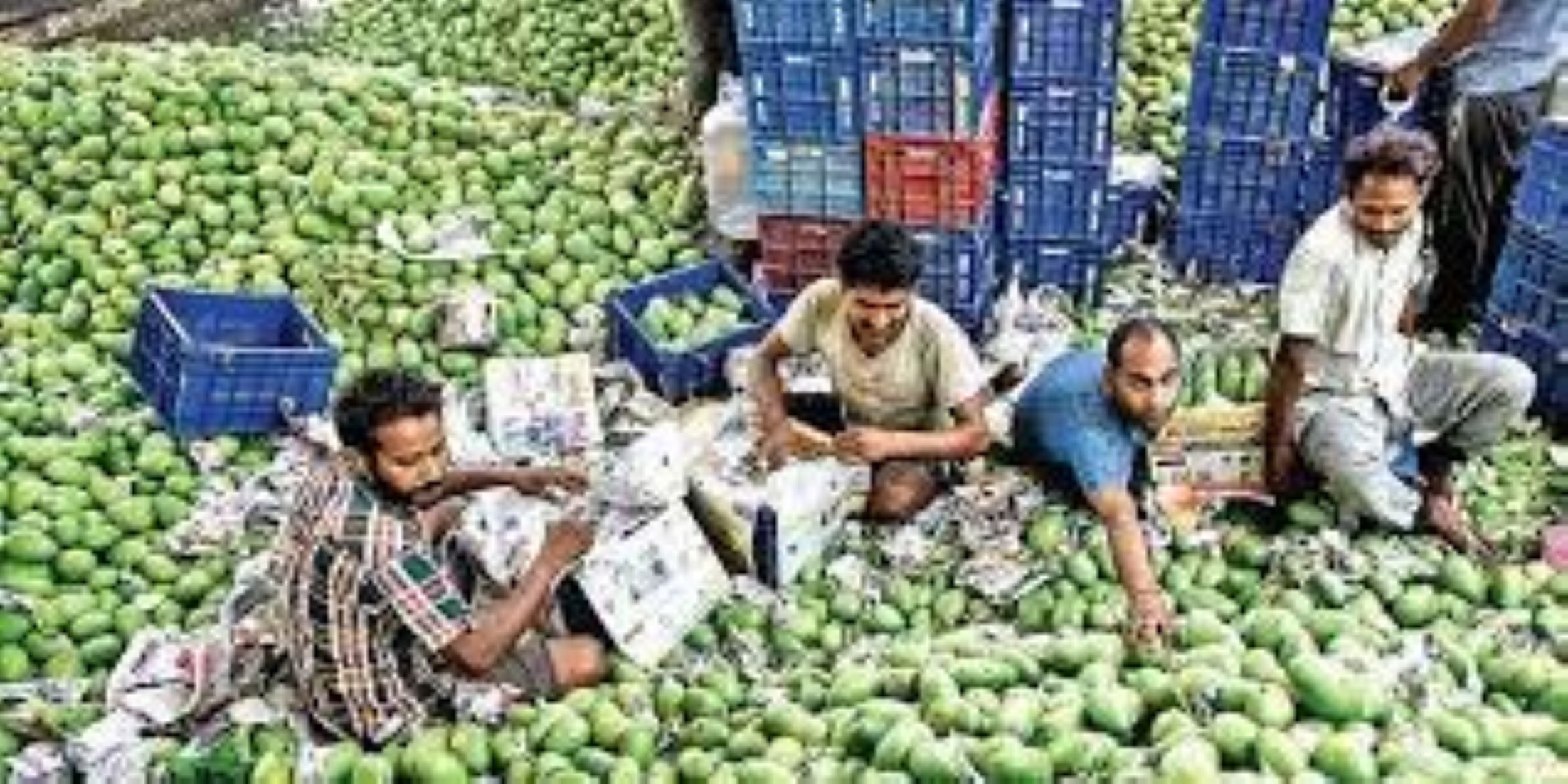 India Exported 47.98 Million USD Mangoes During Apr-Aug