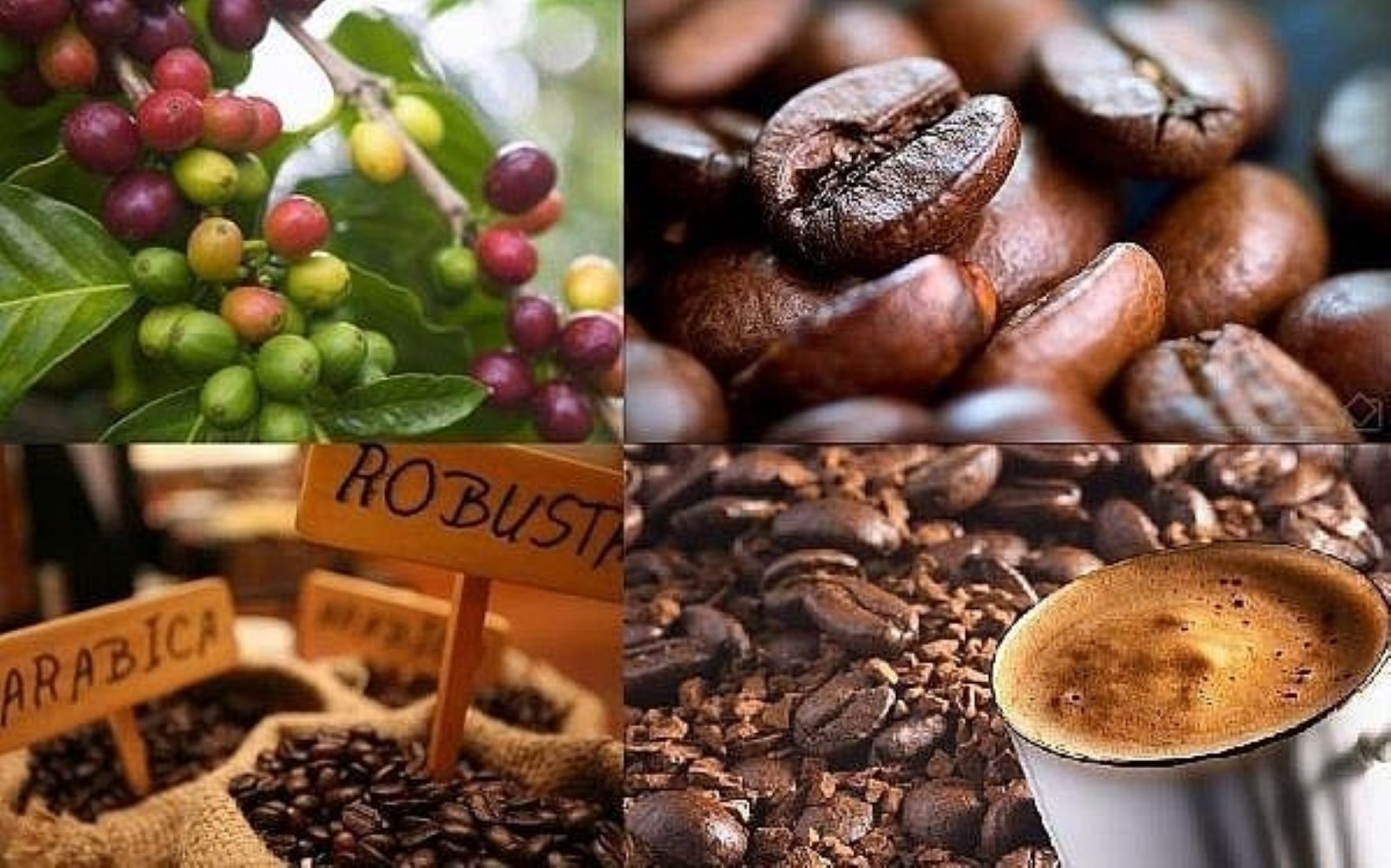 Vietnam’s Coffee Export Set To Hit 1.7 Million Tonnes This Year