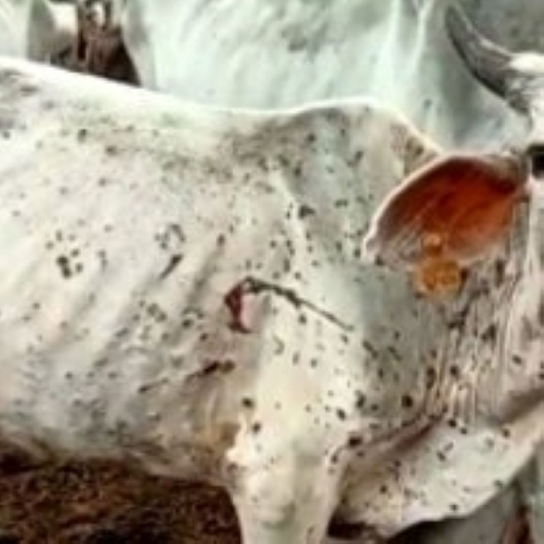 S. Korea Confirms Two More Cases Of Lumpy Skin Disease At Cattle Farms