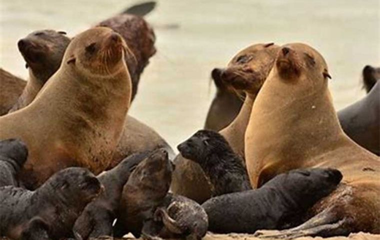 Avian Flu: Uruguay admits burying 400 sea lions; but a similar number tested positive