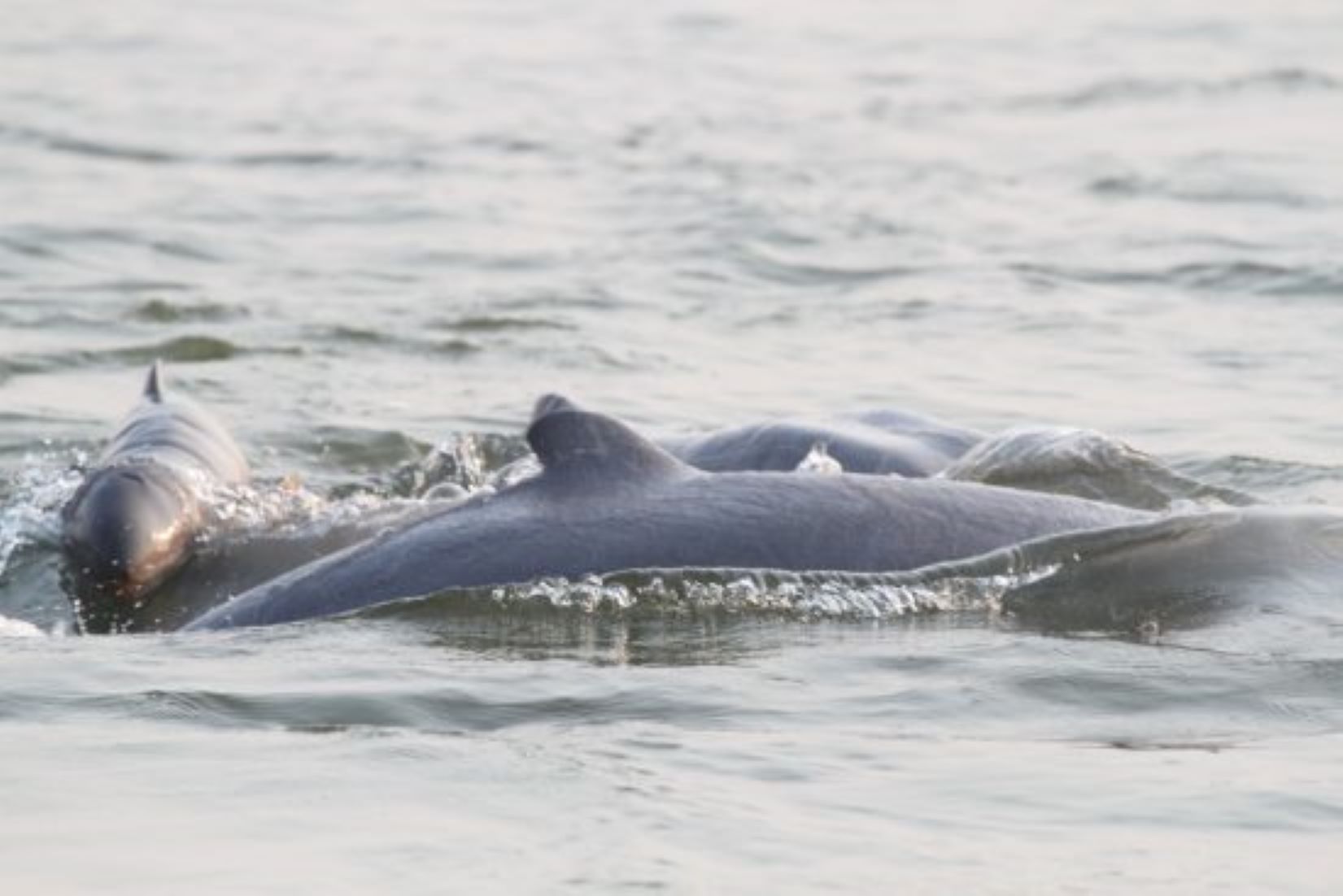 Eight New-Born Rare Dolphins Recorded In Cambodia So Far This Year