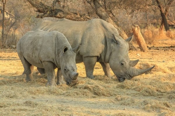 Namibia warns against unauthorized import of white rhinos