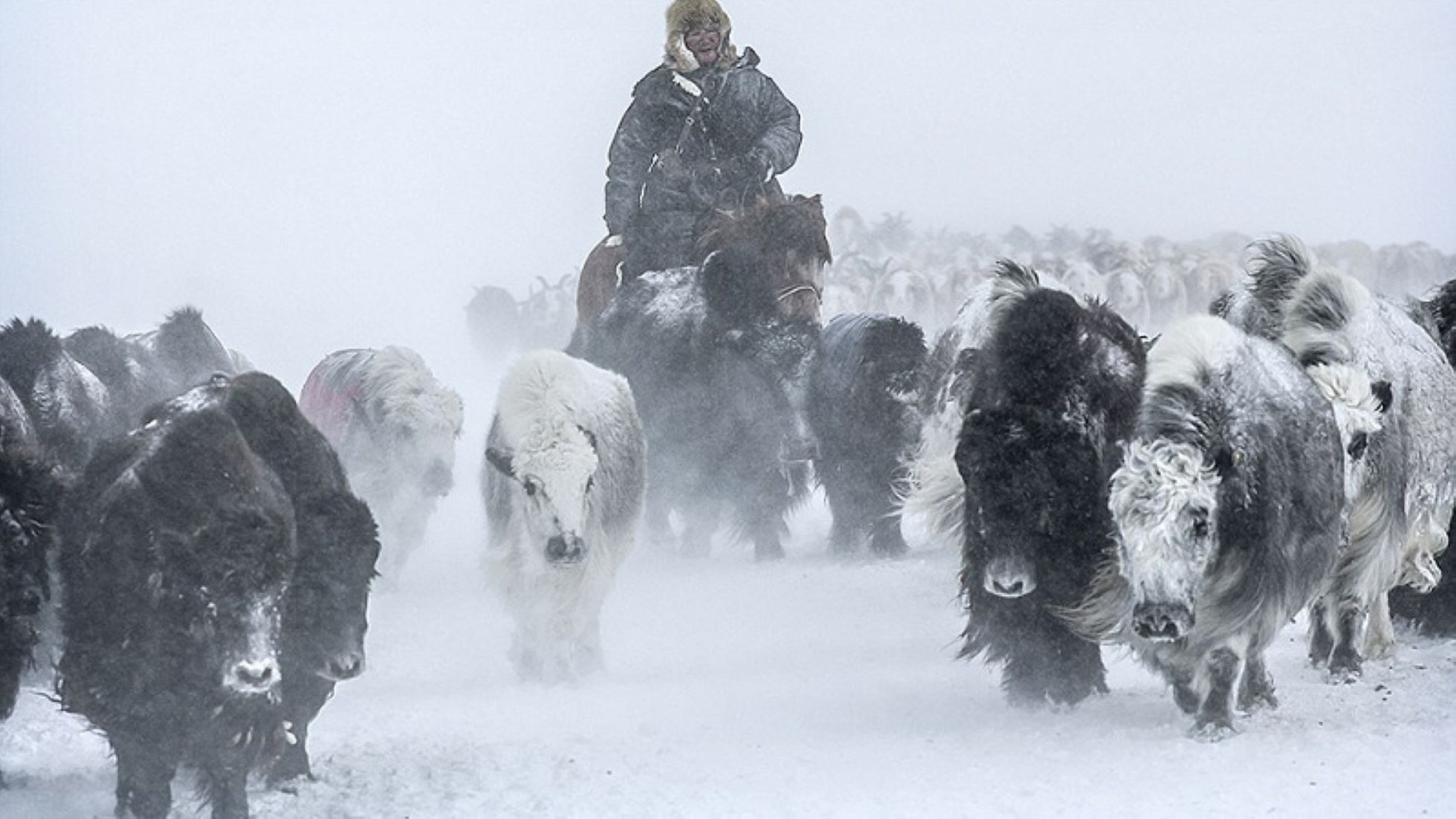 Eight Herders Killed In Mongolia Snow Storms