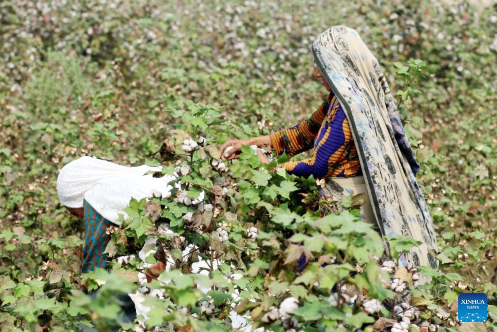 Pakistan’s Cotton Production Increased By 82 Percent