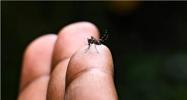 Chikungunya vaccine: US approves first shot against mosquito-borne virus