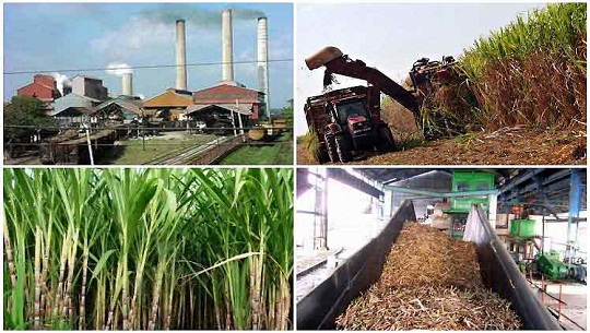 Mexican and Cuban experts to discuss diversification of the sugar agroindustry