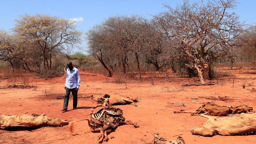 Hunger kills 50 people in Ethiopia amid drought – Officials