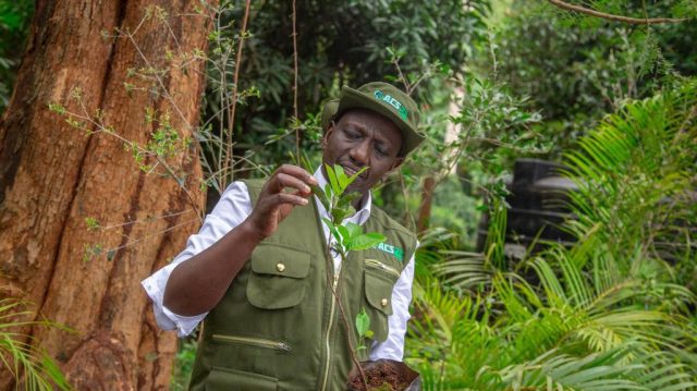 President Ruto to lead tree planting exercise in Makueni