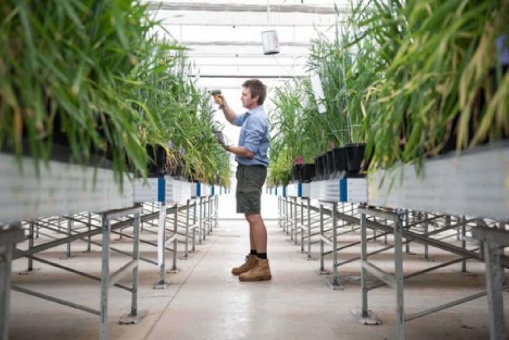 Australian Software To Enable Better Plant Breeding