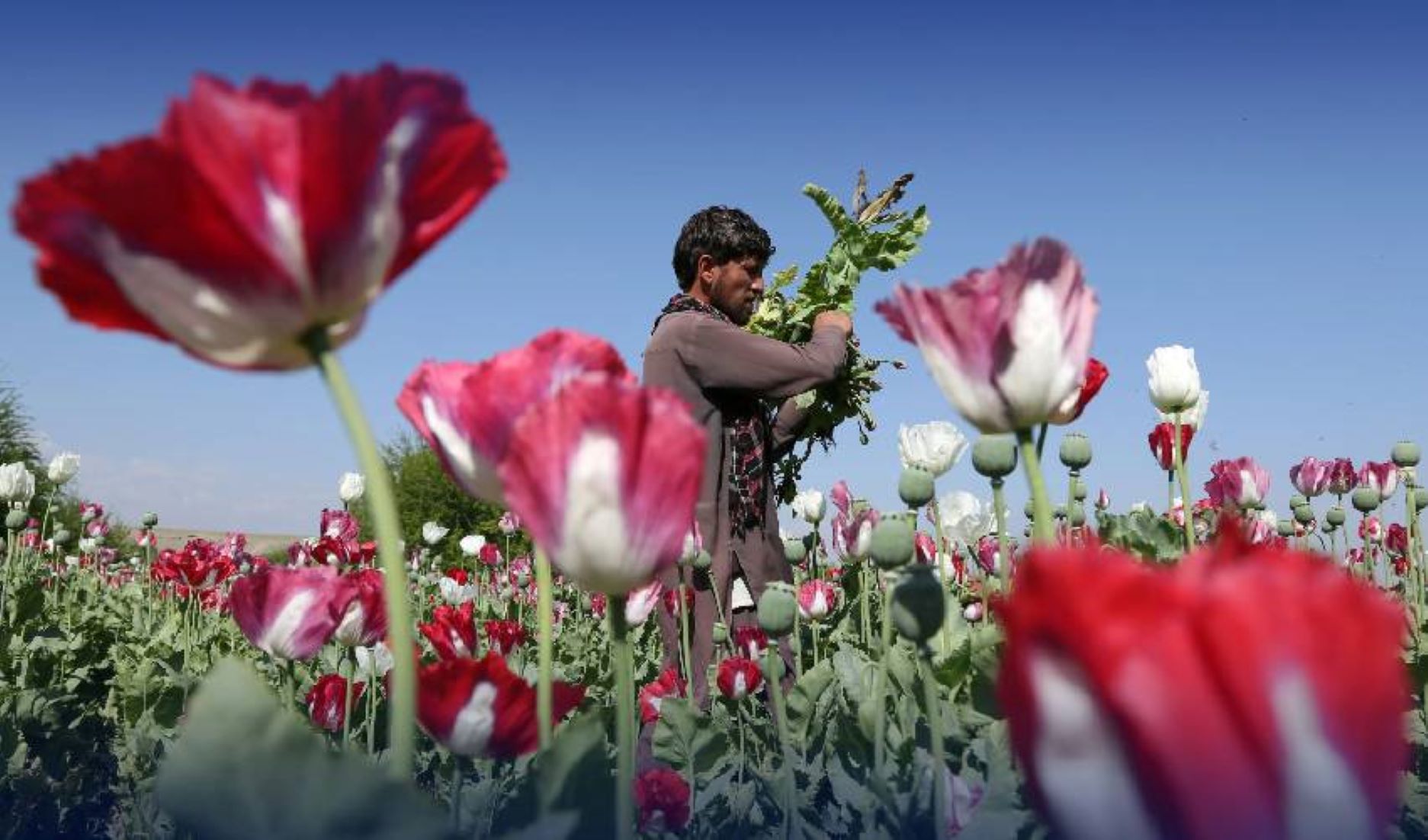 Afghanistan’s Opium Poppy Cultivation Down 95 Percent Following Drug Ban